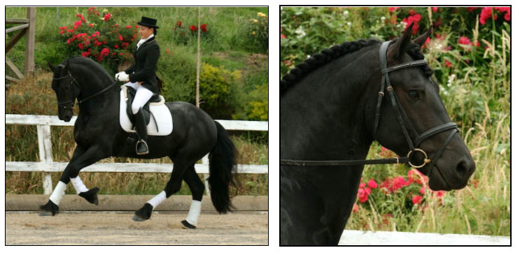 Ebony Park Dante - Dressage Friesian Stallion